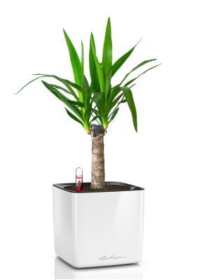 Юкка 1ств 15/60 см