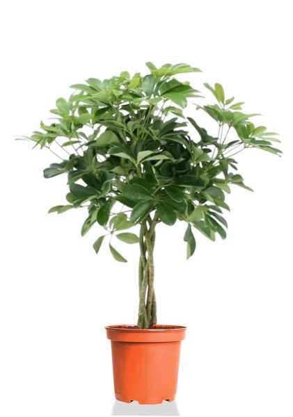 Шеффлера Нора d24 см h100 см