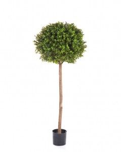 Самшит Шар уличный на высоком стволе