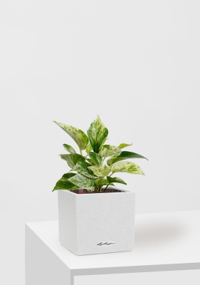 Сциндапсус Марбл Квин 12/20 см в CANTO STONE 14, песочный белый Сциндапсус Марбл Квин 12/20 см в CANTO STONE 14, песочный белый