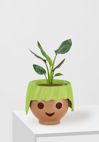 Стрелиция Регина 9/30 см в OJO