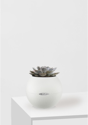 Эхеверия Лилацина 12/20 см в PURO 20, белый