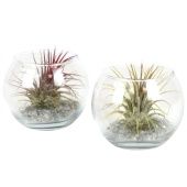 Тилландсия Glass Bol Small d10 см h20 см Тилландсия Glass Bol Small d10 см h20 см