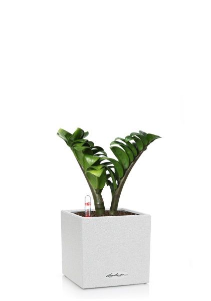 Замиокулькас Зензи 9/15 в CANTO STONE 14