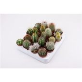 Кактус микс d5.5 см h10 см тип 2