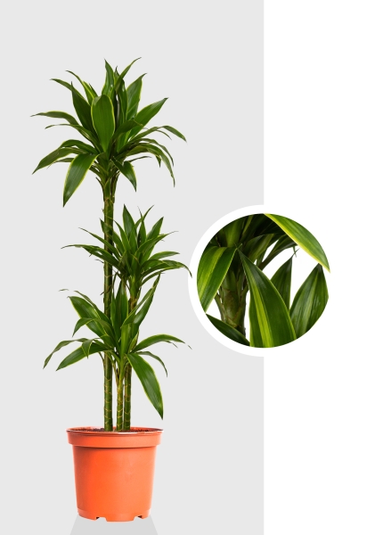 Драцена Артуро 3 ствола d21 см h110 см