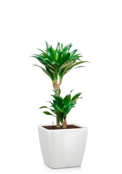 Драцена Компакта 2 ствола 17/60 см в QUADRO LS 21