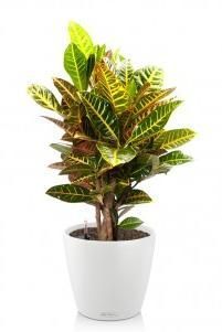 Кротон CLASSICO 28/90 см, белый