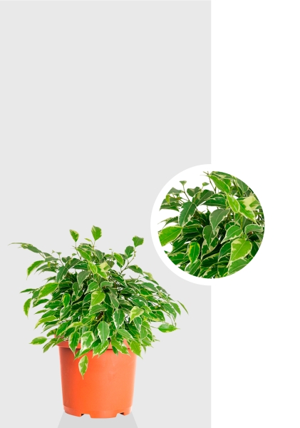 Фикус Бенджамина Кинки Пестрый 12/30 см Фикус Бенджамина Кинки Пестрый 12/30 см