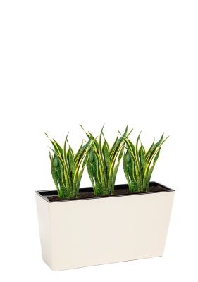 Сансевиерия Лауренти 17/55 см в Werbena Сансевиерия Лауренти 17/55 см в Werbena