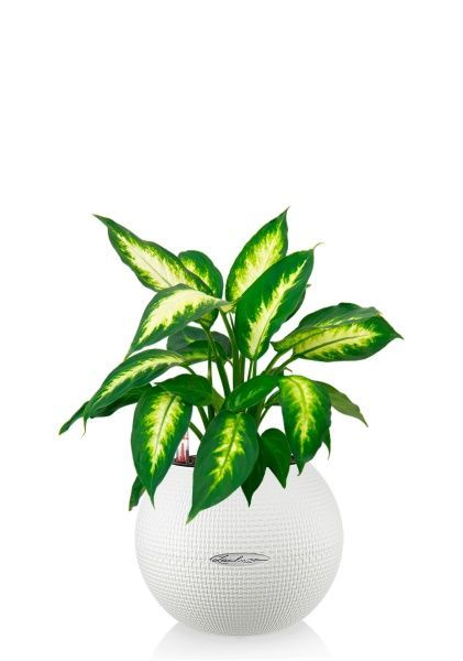 Диффенбахия Камилла 12/40 см в PURO 20