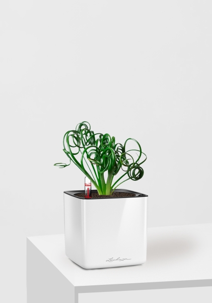 Альбука Спиралис 12/25 см в CUBE GLOSSY 14