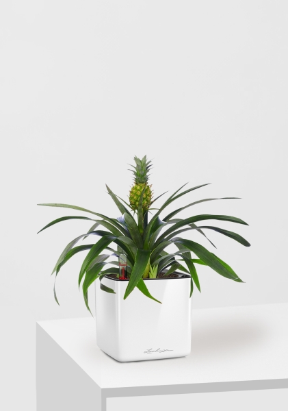 Ананас 12/40 см в CUBE GLOSSY 14