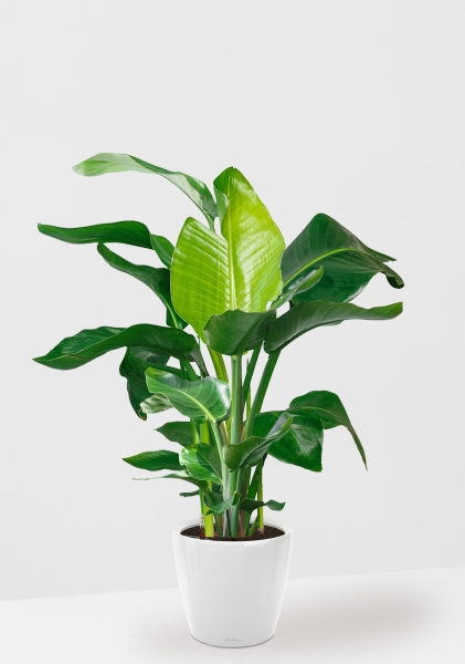 Стрелиция Николай 27/140 см в CLASSICO LS 35