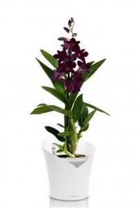 Орхидея Дендробиум Санок черный ORCHIDEA 18/40, Белый матовый