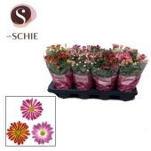 Хризантема Маргарита биколор микс d13 см h25 см