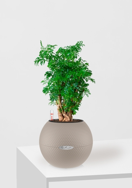 Полисциас Фрутикоза 12/40 см в PURO 20