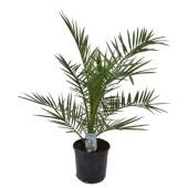 Финик канарский d18 см h85 см