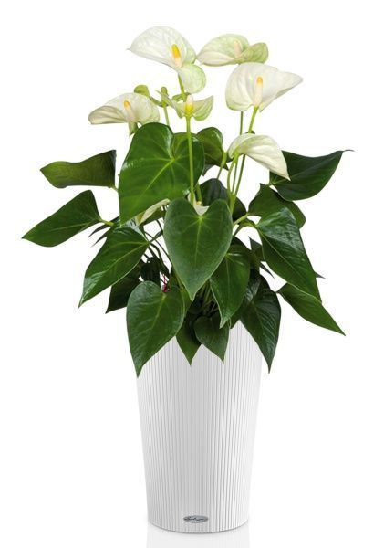 Антуриум Андрианум белый 17/60 см в CILINDRO 23