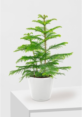 Араукария 19/90 см в CLASSICO LS 28, белый блесятщий