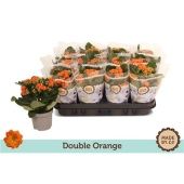 Каланхоэ Rosalina Orange d9 см h19 см Каланхоэ Rosalina Orange d9 см h19 см