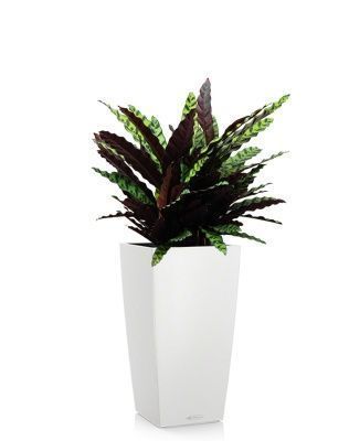 Калатея Лансифолия 30/80 см в CUBICO COLOR 40, белый