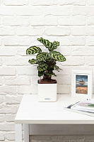 Калатея Макояна 12/35 см в PURO 20 Калатея Макояна 12/35 см в PURO 20