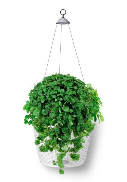 Пилея в NIDO Cottage 27