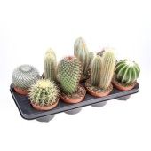 Кактус микс d12 см h20 см тип 1