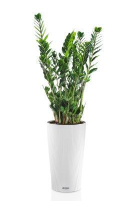 Замиокулькас 21/110 в CILINDRO 32, белый Замиокулькас 21/110 в CILINDRO 32, белый