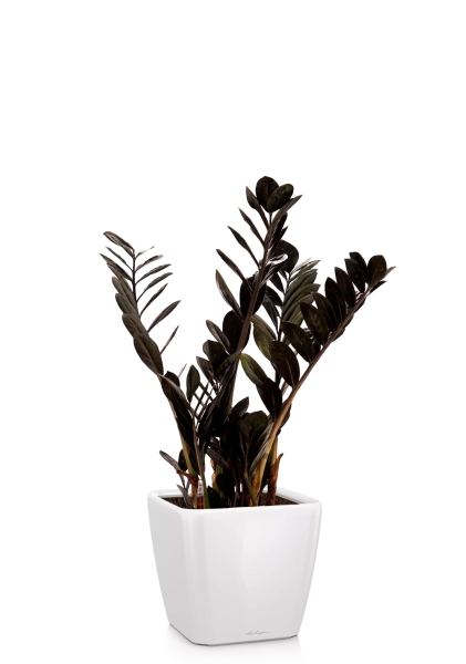 Замиокулькас Равен 17/70 см в QUADRO LS 28 Замиокулькас Равен 17/70 см в QUADRO LS 28