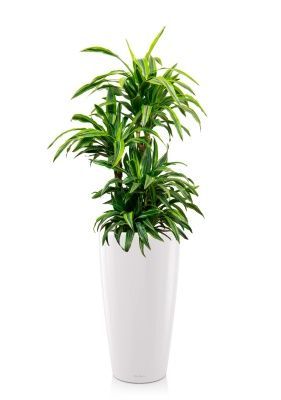 Драцена Лемон Лайм бранч 24/110 см в RONDO 32, белый блестящий