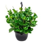 Пеперомия Obtusifolia Green hangpot d20 см h50 см