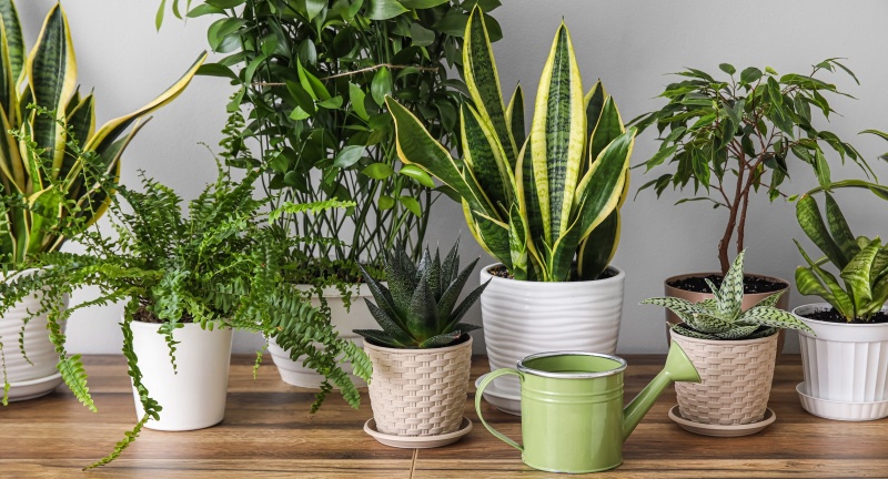 Лучшие комнатные растения для помещений с недостатком света: подборка для полутени и северных окон Лучшие комнатные растения для помещений с недостатком света: подборка для полутени и северных окон