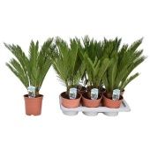 Цикас Революта 12+ листьев d17 см h60 см