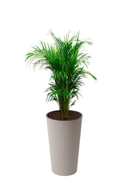 Хризалидокарпус 17/100 см в LILIA 250 jumper Хризалидокарпус 17/100 см в LILIA 250 jumper