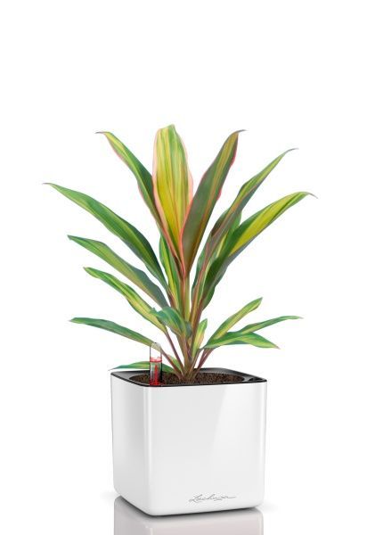 Кордилина Киви 12/35 см в CUBE GLOSSY 14 Кордилина Киви 12/35 см в CUBE GLOSSY 14