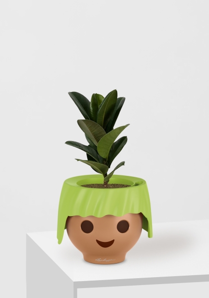 Фикус Эластика Кинг Конг 1 ствол 12/40 см в OJO Фикус Эластика Кинг Конг 1 ствол 12/40 см в OJO