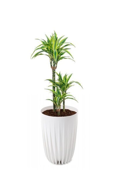 Драцена Лемон Лайм 3 ствола 21/100 см в LAMELA MIRA tall 30 Драцена Лемон Лайм 3 ствола 21/100 см в LAMELA MIRA tall 30