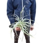 Тилландсия Straminea d30 см h25 см Тилландсия Straminea d30 см h25 см