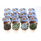 Эхеверия микс Indian Line d8.5 см h10 см