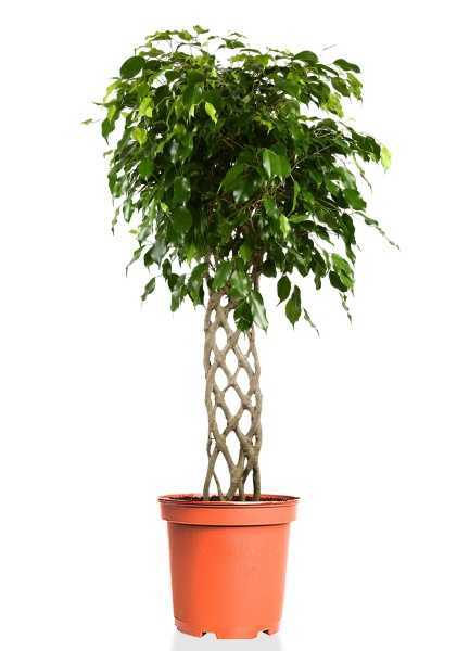 Фикус Бенджамина Экзотика цилиндр d30 см h140 см