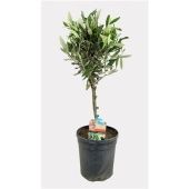 Олива европейская d17 см h60 см тип 1