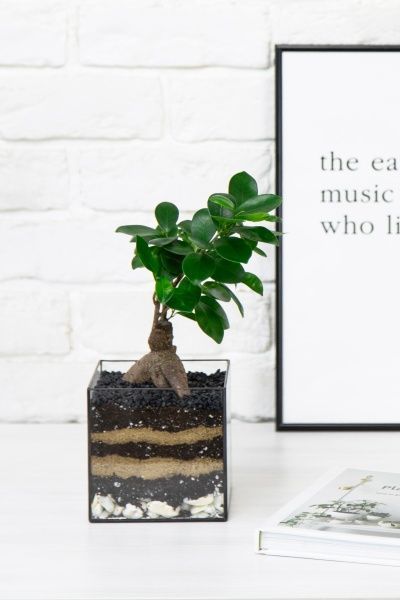 Флорариум с Фикусом Микрокарпа 30 см в кубе Флорариум с Фикусом Микрокарпа 30 см в кубе