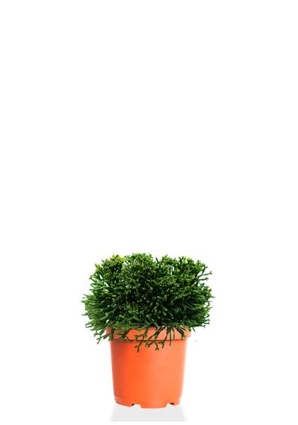 Рипсалис Хатиора 12/20 см