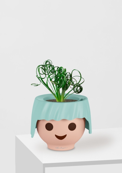 Альбука Спиралис 12/25 см в OJO Альбука Спиралис 12/25 см в OJO