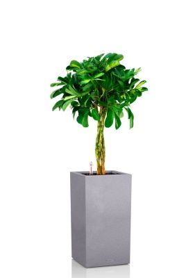 Шеффлера Голд Капелла 21/75 см в CANTO STONE HIGH 30, серый камень