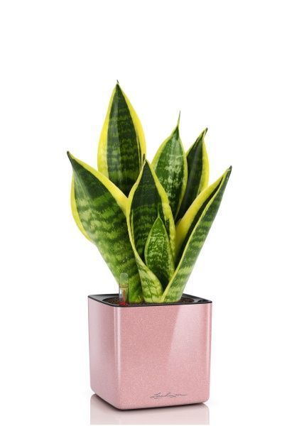 Сансевиерия Футура Суперба в CUBE GLOSSY KISS 14 Сансевиерия Футура Суперба в CUBE GLOSSY KISS 14