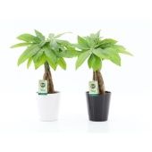 Пахира Акватика Black And White d13 см h48 см