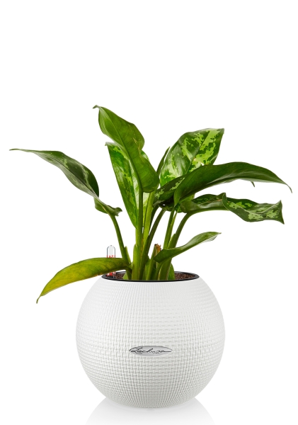 Аглаонема Цитронелле 12/30 см в PURO 20 Аглаонема Цитронелле 12/30 см в PURO 20